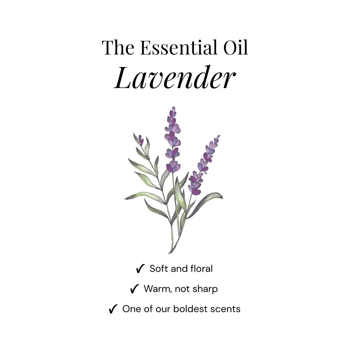 Lavendel Shower Steamers - Caja de Regalo de 6