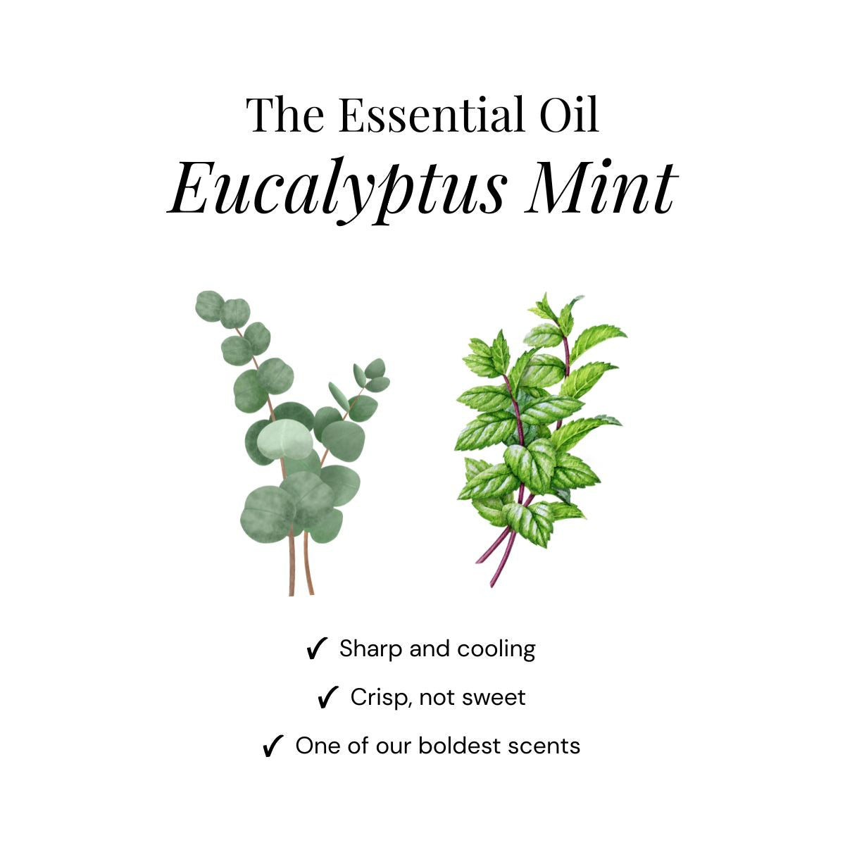 Eucalyptus Shower Steamers - Paquete de 15